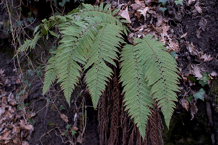 Polystichum cfr. x bicknellii
